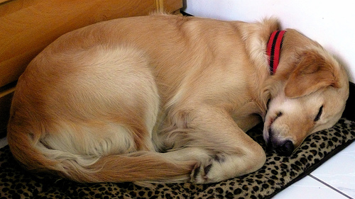 napping dog napping dog